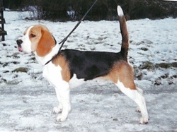 Toby Het Hulterhof